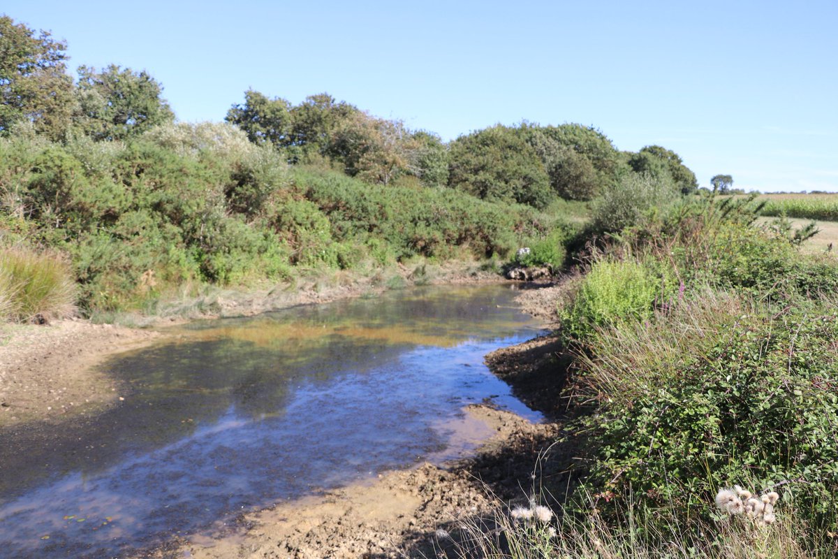 #Bauge à #sangliers .....
Y a des traces partout... Et du maïs, des forêts, des bois partout.
Gites et couverts...