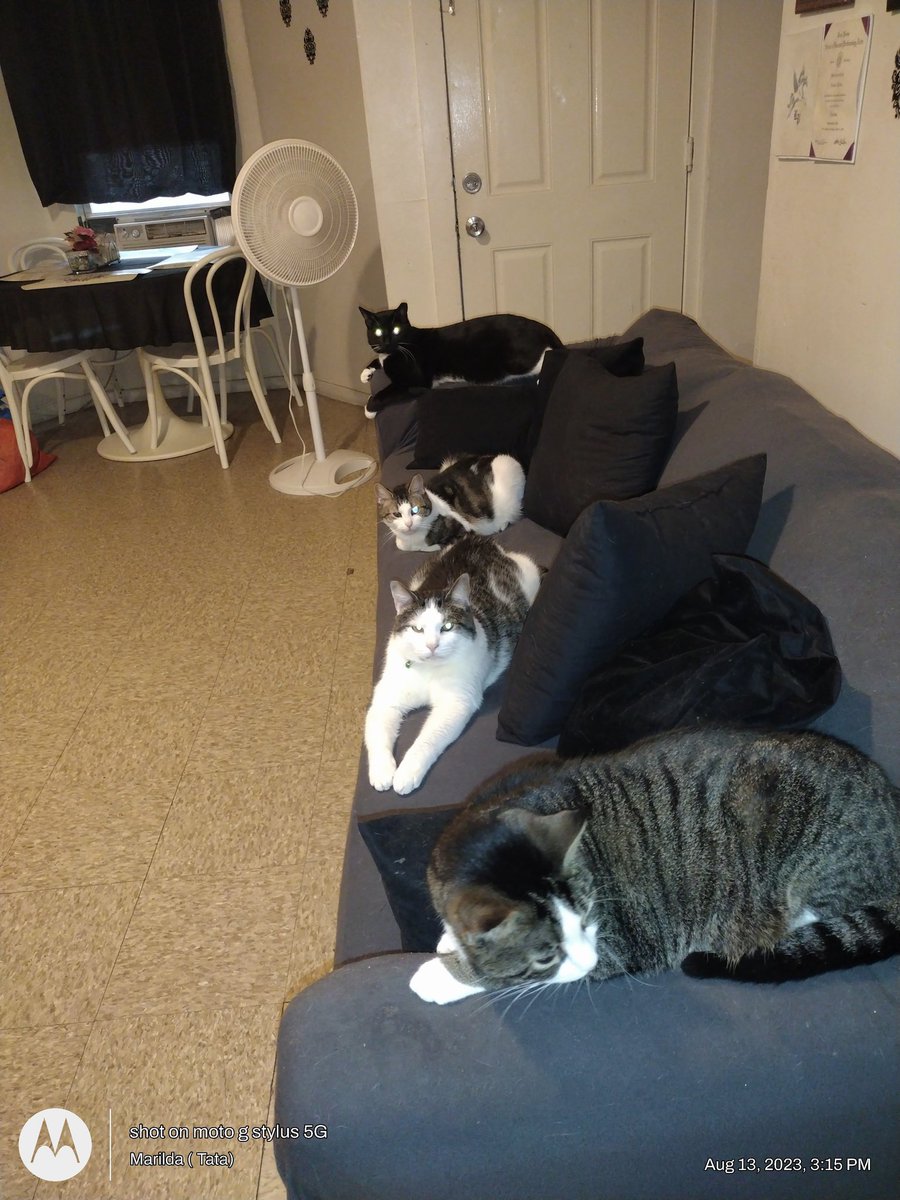 katylove2115's tweet photo. Good afternoon My family and friend's. Wishing everyone a bless Sunday. My pet's Katy and my four cat's chilling.♥️♥️ https://t.co/rZEWbn2dTb