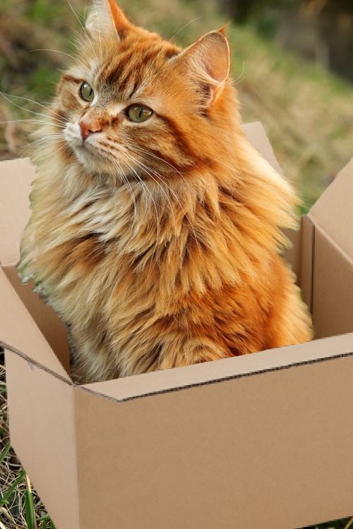 bootwtadoption's tweet image. .𖥔 ݁ ˖  a ginger cat has appeared at your door! 

.𖥔 ݁ ˖ from - anon

.𖥔 ݁ ˖ to - @lucymatthews700

.𖥔 ݁ ˖ look! a note is attached to the box! it says, “ here’s the cat you wanted. i named him beans. enjoy! “ 

.𖥔 ݁ ˖