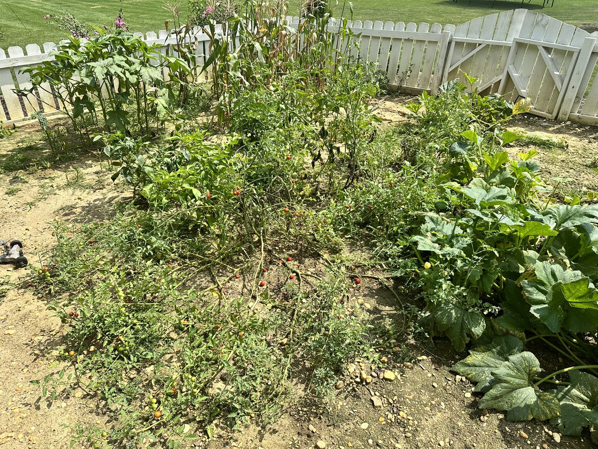 NickJSAdams's tweet image. Tomato sauce home grown. My momma would be proud