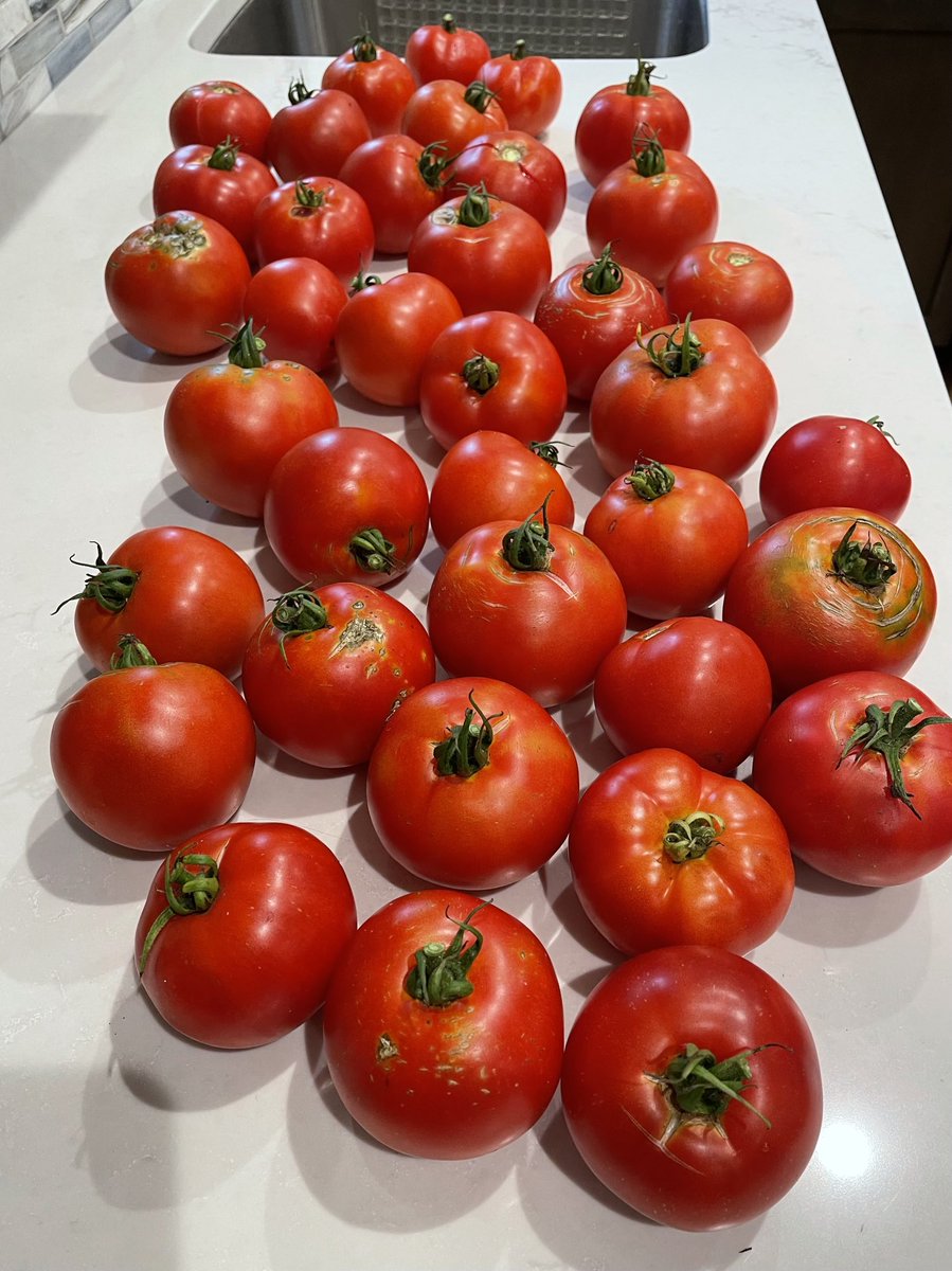 JMoLawre's tweet photo. Share some fave tomato recipes pls 🍅🍅🍅

#gardenplot #tomatoes #summerharvest #thegoodearth https://t.co/692tGZPngu