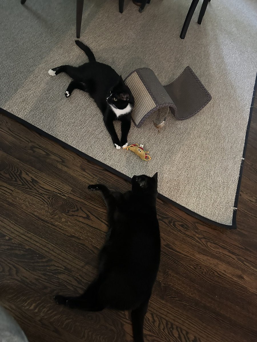 Cocoa, Dot & Checkers 🇺🇦🇺🇲#StrayStrong Ninjas tweet media