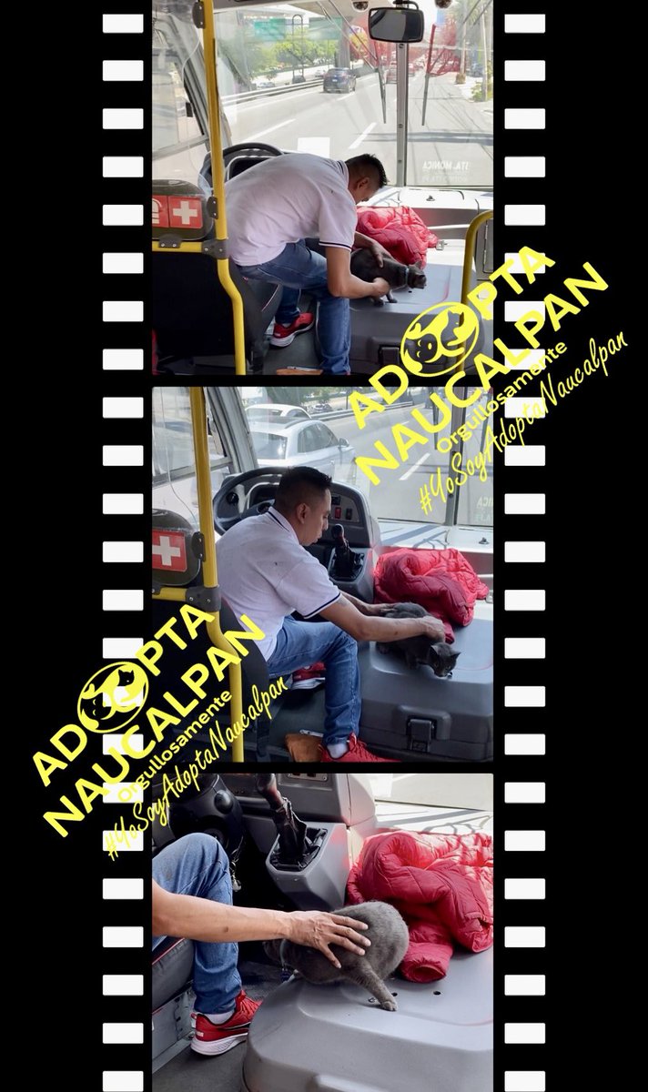 AdoptameNaucal1's tweet photo. Esto pasó hoy en el 🚌 que yo venía ayúdanos a buscar a su familia TIZA está viva por este operador RT RT @MascotasSismo @FansDeMiyagi @gabrielguerrac @satelucos @SoyNaucalpan @azelarobinson @inakimanero @ReneValerio_ @lucianawainer_ @Foro_TV @LordGatus @gatitosasalvo https://t.co/B02UMcHQo7