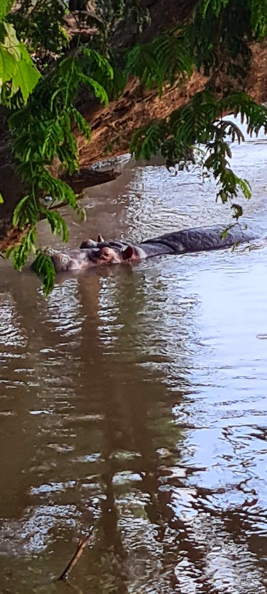 Jmchataigner's tweet photo. Au moment où je vais quitter la #RDC, je partage ces fabuleuses photos de parcs, réserves &amp;domaines @IccnRdc visités ces 4 dernières années #Virunga #Garamba #BiliUere #Upemba #ParcDesMangroves #BomboLumene

(1) Une biodiversité unique, un patrimoine environnemental exceptionnel https://t.co/JGreC6g0S0