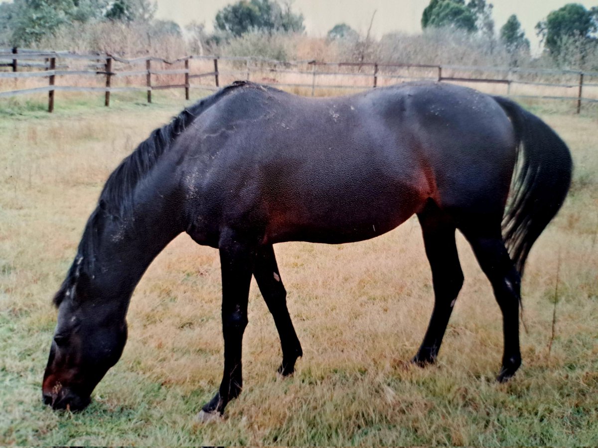 HORSERACING1002's tweet photo. KAYLO π²π½1980
(LOTHARIO -KASHBA BY DEDICATE)#Kaylo https://t.co/KaqMN9sVqt