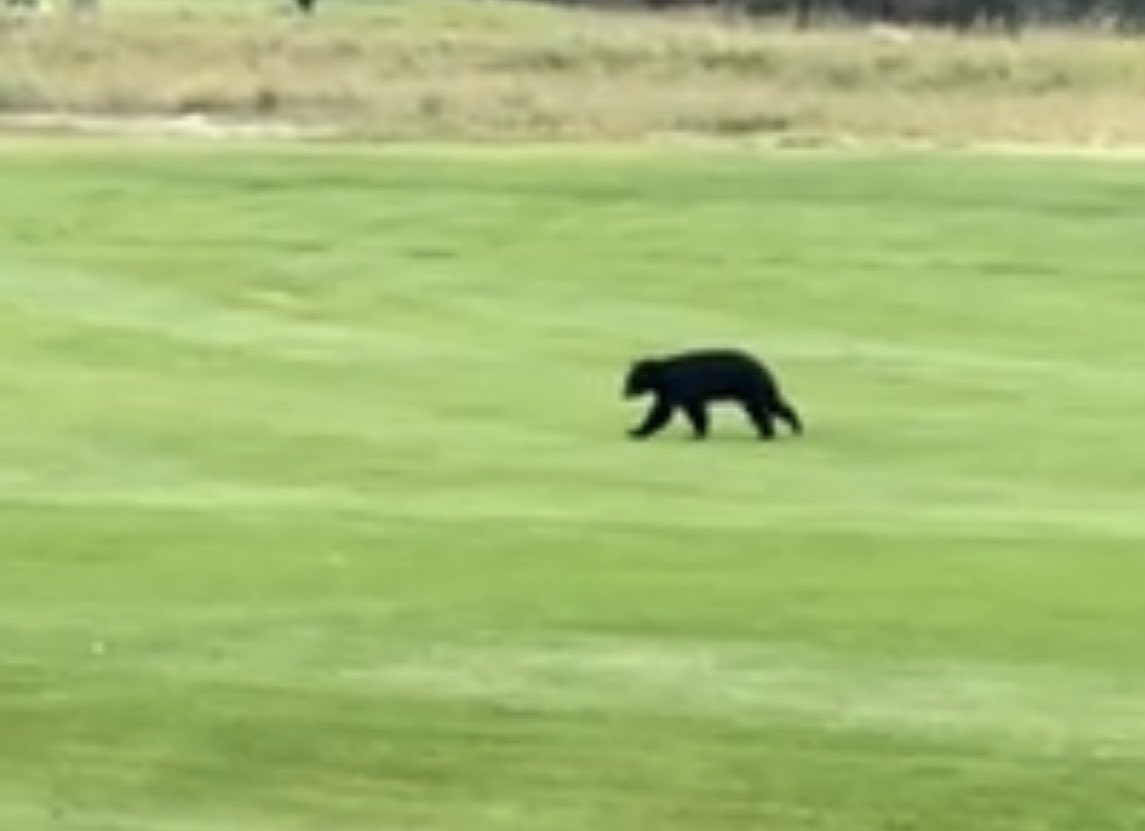 The Average Bear 🇨🇦 tweet media