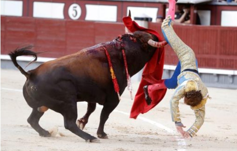 MariaestrellaFC's tweet photo. 🚨COMUNICADO OFICIAL 🚨
Nuestro director deportivo y novillero @alvaromoyano05_ ha sufrido una cornada por asta de toro de 14 cm esta tarde en la plaza de toros de Arroyo del Ojanco. Actualmente se encuentra en la UCI en el hospital de la Puerta de Segura en estado muy grave. https://t.co/P7oP4o2bCP