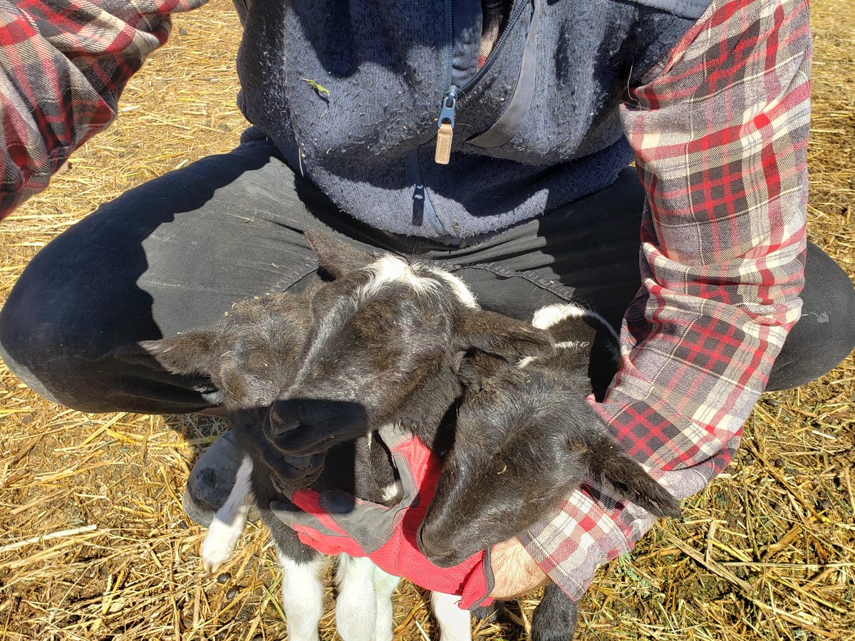 BensHensFarm's tweet photo. On this Sabbath day it is important to remember the Lamb of God in our lives. #JesustheSavior
These triplets were born on 27 Feb. 2023. It was a nice winter day. They were happy and healthy.
These lambs remind me of the Lamb of God. One of the many blessings I am grateful for. https://t.co/t1FAEyT9yg