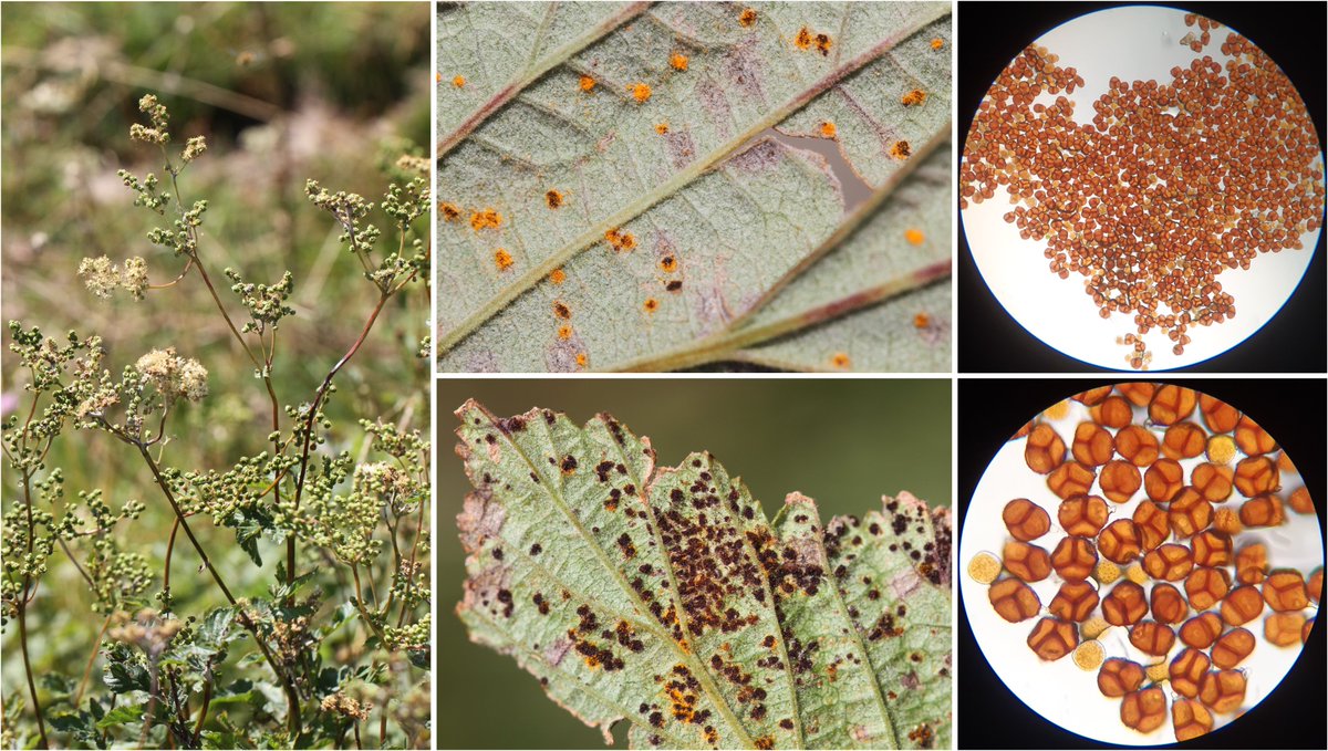 wheatpath's tweet photo. #Rust of of meadowsweet (#Filipendula ulmaria) caused by #Triphragmium ulmariae (Chaudeyrolles, Monts du #Mezenc, FR). https://t.co/XA85TJWxjo