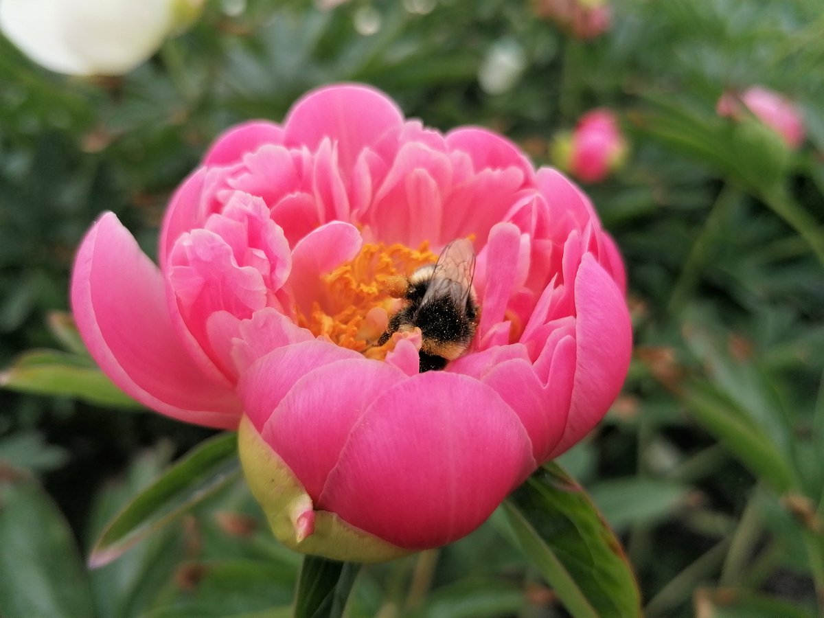 Bumblebee and flower. #flowerphotography #photography #bumblebee #PhotoOfTheDay #PictureOfTheDay #PhotosOfMyLife #ThePhotoHour