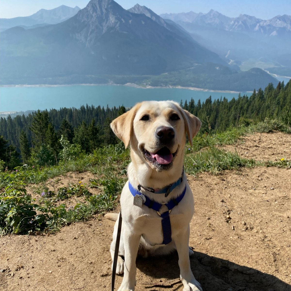 It's Sunday! Time to enjoy the beautiful natural world all around us! We love going on hikes with our pups, once they are old enough. It's a great way to get some exercise, have some fun,  and bond with our dogs.  PADS Sounder recommends finding a trail with an paw-some view!