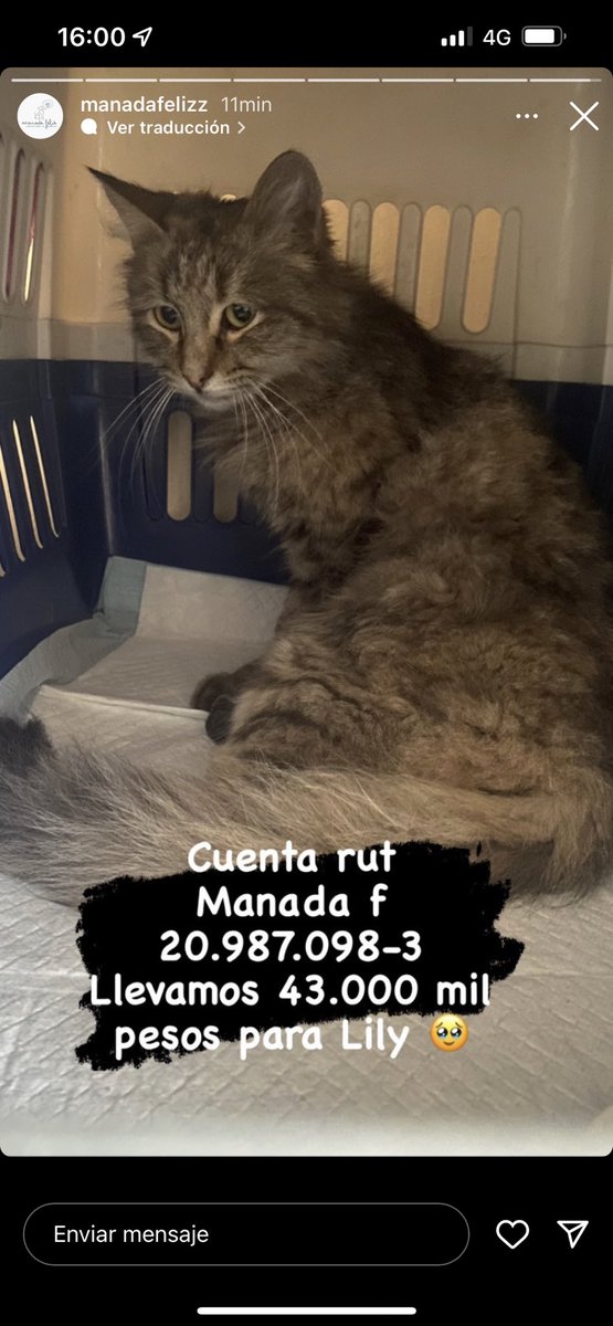 gatitosintrusos's tweet photo. A ver lulos así como se hacen luloton para eliminar a Guarenes ayudemos a esta gatita a salvar su vida si quieren más información pueden buscar el ig pero por fa ayudemos todo sirve #GranHermanoChile y si no pueden COMPARTAN gracias https://t.co/IMiwGeh8Zb