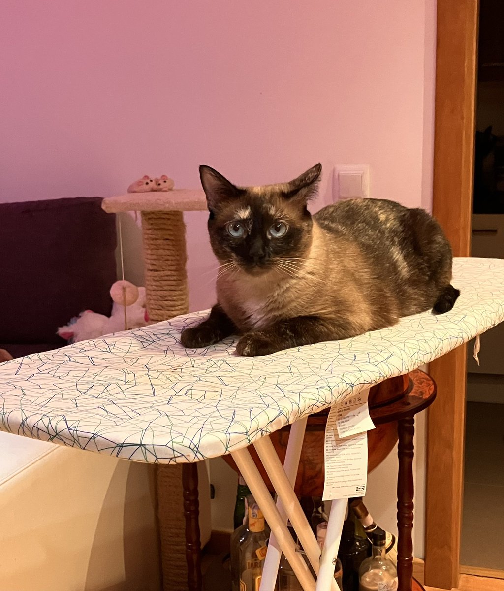 juntsperCATS's tweet photo. Pepina🥒, “Duermo dos horas y plancho porque me relaja" nos cuenta que le permite concentrarse y despejar la mente. “Hay que ser muy disciplinada para poder llegar a cumplir nuestro propósito, llenar de 😻😻😻 @desdelamoncloa” @sanchezcastejon https://t.co/5v1PkACzn6