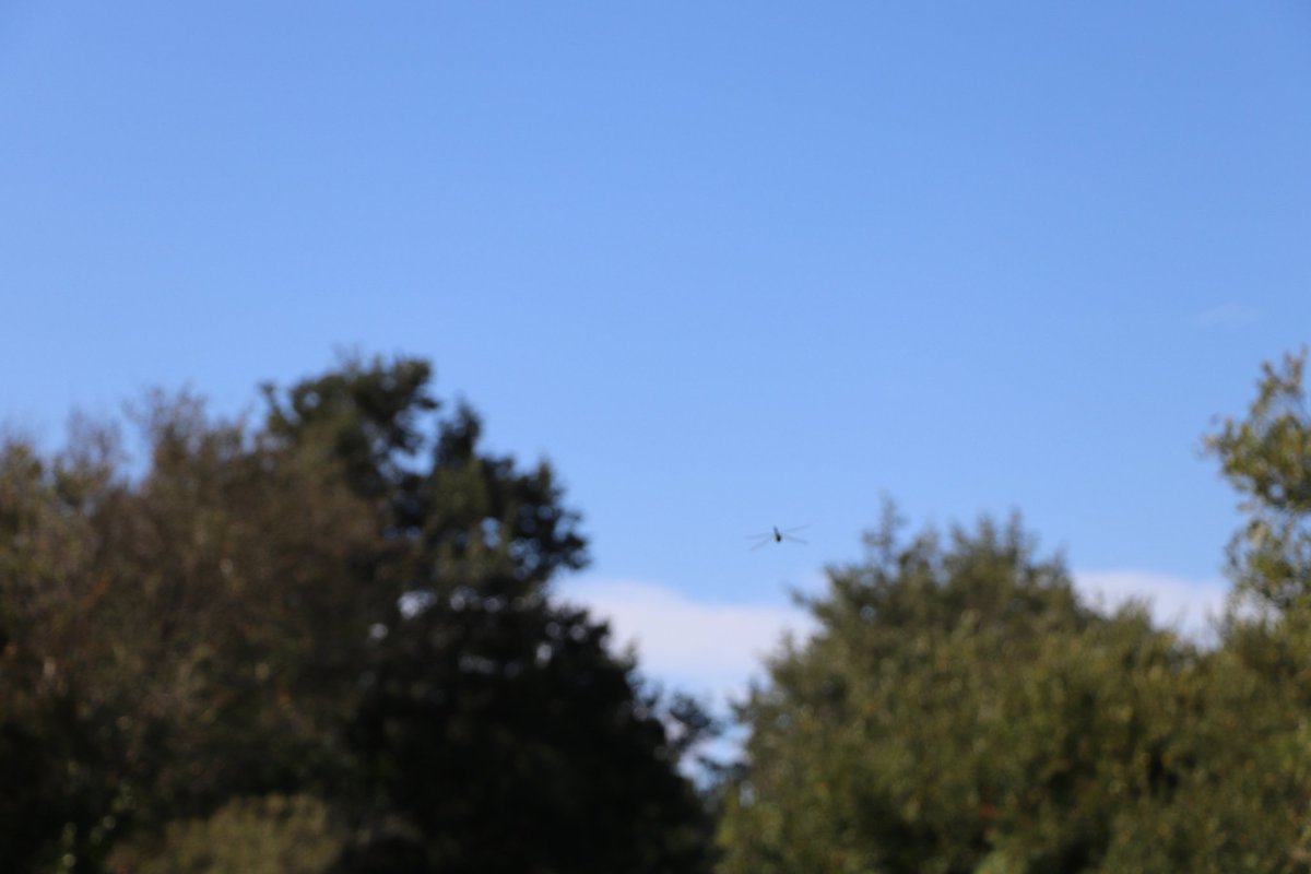 Avez-vous remarqué.... ?
Essai #photo en vol.... #détails #nature #blue