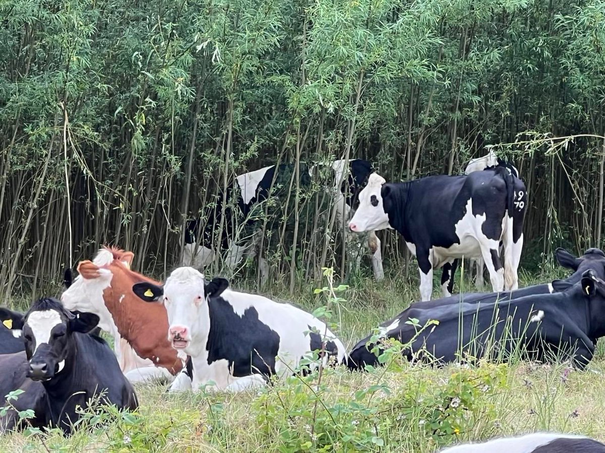 EnergyCropsUK's tweet photo. @PaulBrannenNE @Mike_Pratt_NWT SRC willow has a long list of benefit’s from biodiversity to shelter , preventing soil erosion , cleaning &amp; Protecting water ways, nutrients for livestock sheep / cattle and so much more, just really sad this is not recognised by a lot of agencies. 

Willow isUk version of bamboo https://t.co/CptyW9AWQp