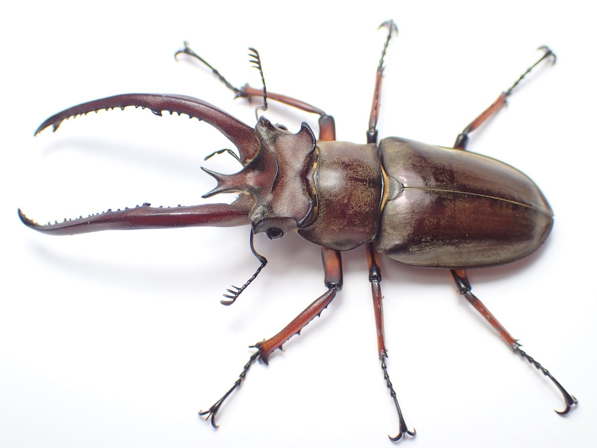 エイプ50 マフラー ファットタイヤカスタム 書類有 神奈川県川崎市発