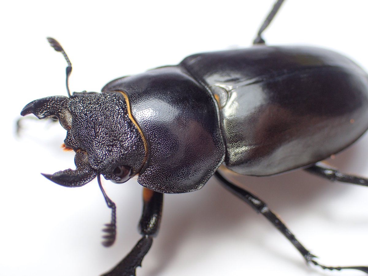 わたの木　〔ヤエヤマとミクラの標本セット〕 わたの木 〔ヤエヤマとミクラの標本セット〕 わたの木 〔ヤエヤマと