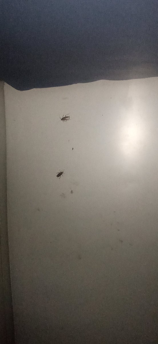 98raza's tweet photo. Just look at this.This is Indian railway coach(3tier).inside train everywhere cockroach are moving even where we are setting or sleeping on seat they are coming on body.(secendrabad Ex train number 12792) https://t.co/MwFSJ4SIha