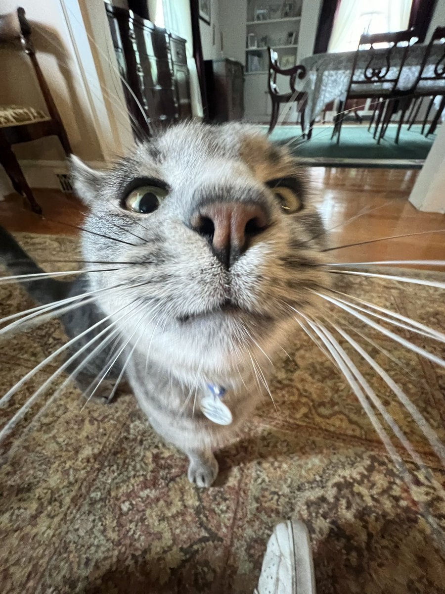mic_cargill's tweet photo. @FromPhDtoLife I am so quick to tell people that I would’ve dropped out a long time ago without a supportive community in and out of my program (and a cuddly colleague to come home to) https://t.co/d7rP1wIGO1