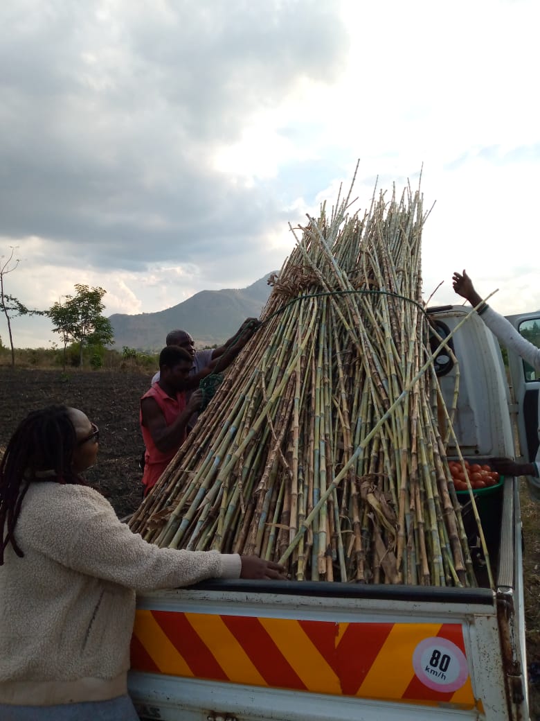 TAC-MAZ Sustainable Ventures (@tacmaz) on Twitter photo There is plenty of tomatoes on the market now which has caused pricing plummet. We still are making hay while the sun shines by collecting tomato stakes before the rains start. Sooner tomatoes will be gold on the market. There is plenty of tomatoes on the market now which has caused pricing plummet. We still are making hay while the sun shines by collecting tomato stakes before the rains start. Sooner tomatoes will be gold on the market.