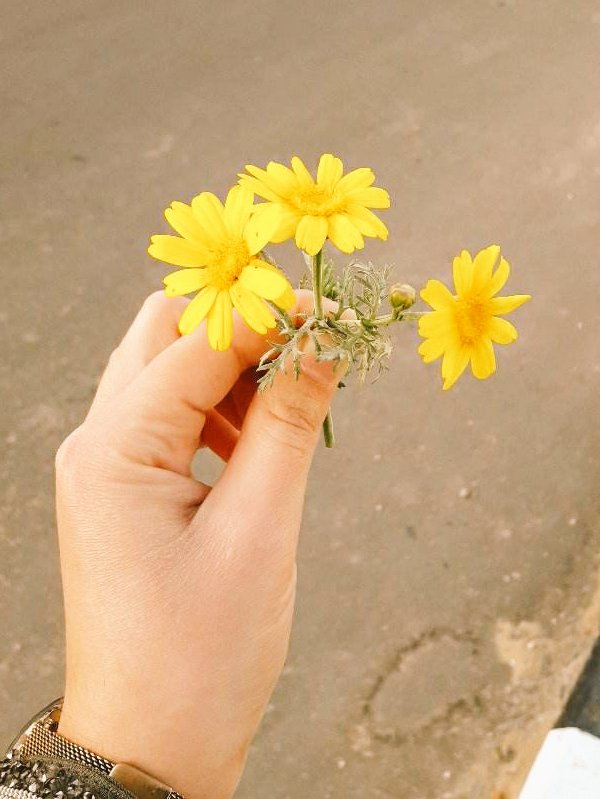 Alaa_ba12's tweet photo. I like flowers 🌼🤍🌿 https://t.co/VLoHPC3d0g