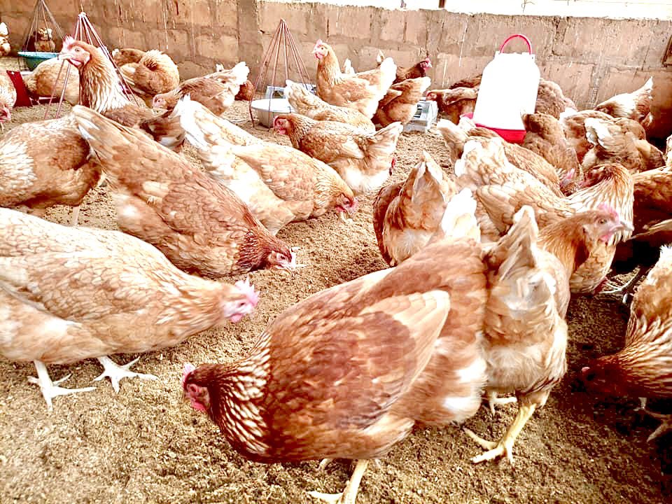 𝑳𝒆 𝒔𝒂𝒗𝒆𝒛-𝒗𝒐𝒖𝒔?
Une poule n’a pas besoin d’un coq pour pondre des œufs. Il lui suffit d’avoir l’âge de 5 à 6 mois et d’être bien nourrie. Cependant ses œufs ne sont pas féconds
Ces œufs, appelés œufs de table, sont les œufs que nous consommons généralement. 
#aviculture