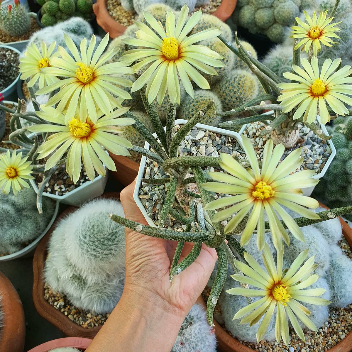 Hukna_Cactus's tweet photo. 🌼🌼𝐀𝐬𝐭𝐫𝐨𝐩𝐡𝐲𝐭𝐮𝐦 𝐜𝐚𝐫𝐩𝐮𝐭 𝐦𝐞𝐝𝐮𝐬𝐚🌼🌼
 "คาปุดเมดูซ่า" วันนี้ดอกน้องบานสะพรั่งเยอะเป็นครั้งเเรก 
#astrocaputmedusae #caputmedusae 
#คาปุดเมดูซ่า #คาปุดเมดูซ่าแคคตัส
#แอสโตรคาปุตเมดูซ่า #แอสโตรไฟตัม
#astrophytumcollection #astrophytum #cactus #แคคตัส #กระบองเพชร https://t.co/VYBeyc2XrW