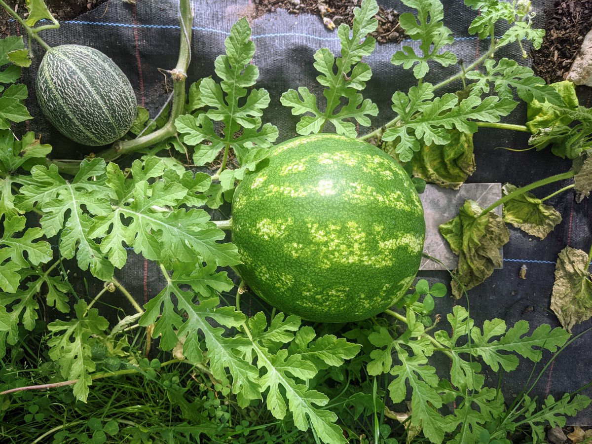 Smallholders Ireland tweet media