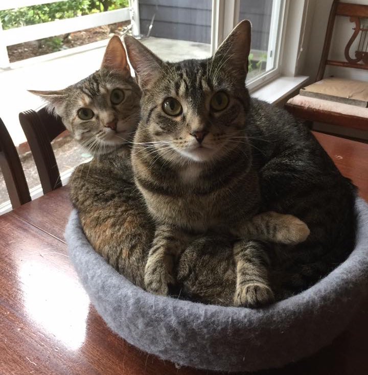 How it started…
How it’s going….

Same bed! ❤️🐾— Hazel and Remy 
#SundayMorning #SundayFunday #CatsOfX #HowItStarted