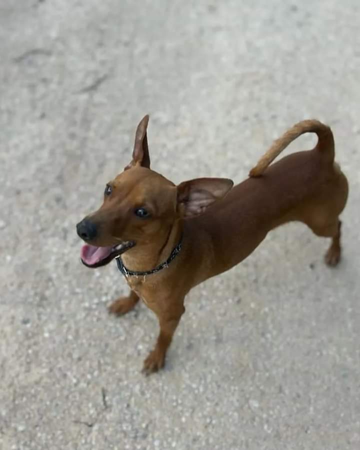 Actualmente está en una casa de acogida con una compañera y convive con más animales, incluido gatos, no tiene problema tampoco con ellos.

Nombre :  Toni
Raza : Mestizo Pincher
Tamaño: pequeño
Peso: 4-5 kilos
Edad : 1 año y medio
➕ inf  WhatsApp al :651428414
#adoptame
#dog
