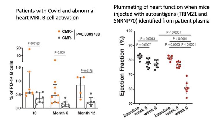 gorka_orive's tweet photo. Se vincula la COVID19 larga o persistente con enfermedad autoimmune a antígenos cardíacos suficiente para dar lugar a disfunción o alteración del corazón. 
https://t.co/jPKaJiQIZf https://t.co/253psLdcTL