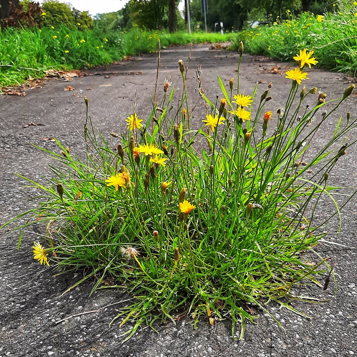 Düp dip düddüpdü .... 

Die Natur gewinnt immer. Lass ihr nur Zeit.

#naturephotography #nature #Natur #kraft #unkrautvergehtnicht #straßenbegleitgrün #wanderlust #wandern #hiking #outdoor #draussenunterwegs #wanderwegewelt