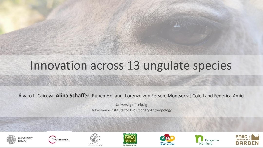 On my way to Bielefeld for #behaviour2023! 🚝
If you want to find out whether ungulates are innovative, come to the cognition session in Lecture Hall 1 on Friday at 17:00 and you'll find out!
🧠🐑🐐🐫🦙🦒
#cognition #ungulates #innovation