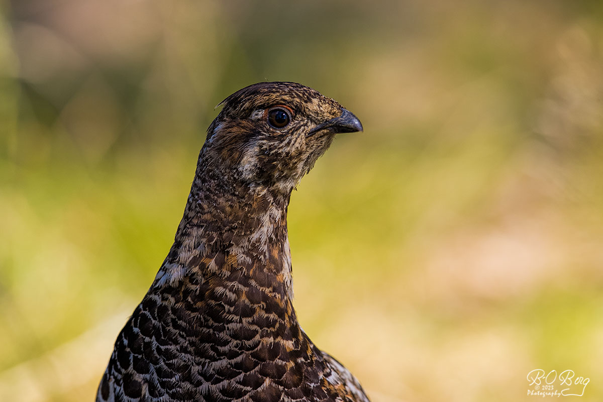 berguffe's tweet photo. #hazelgrouse #pyy #järpe Lake Inari, FIN https://t.co/8aubd7hd5E