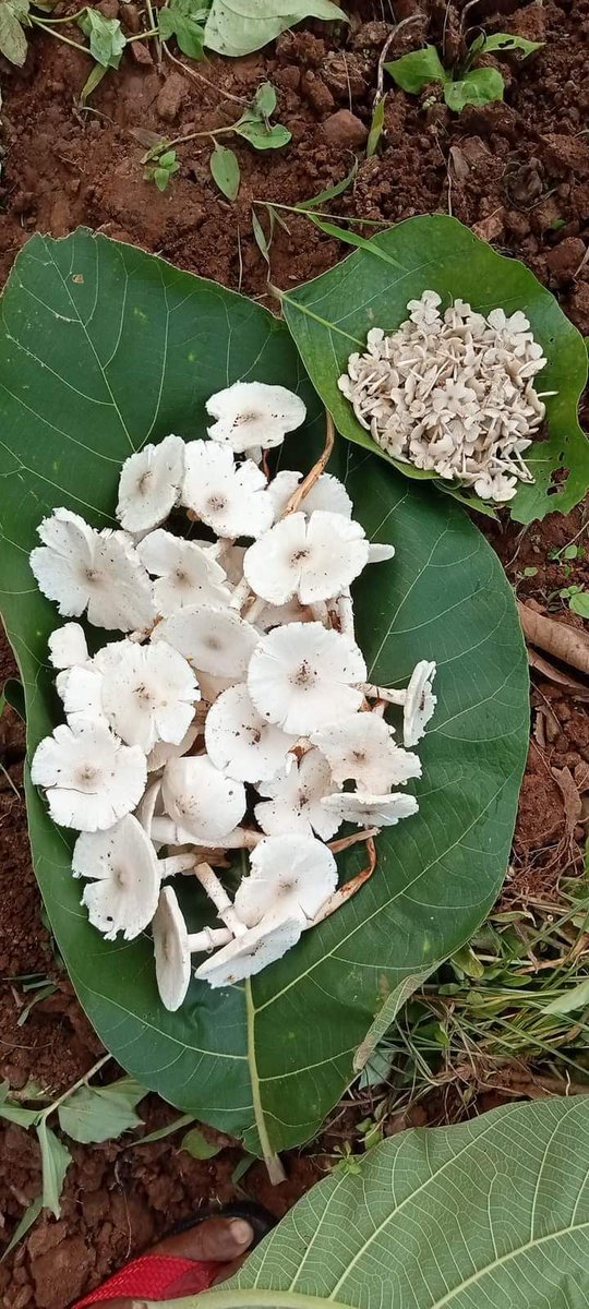 जोहार प्रकृति🌿🍃

जोहार आदिवासियत🌱