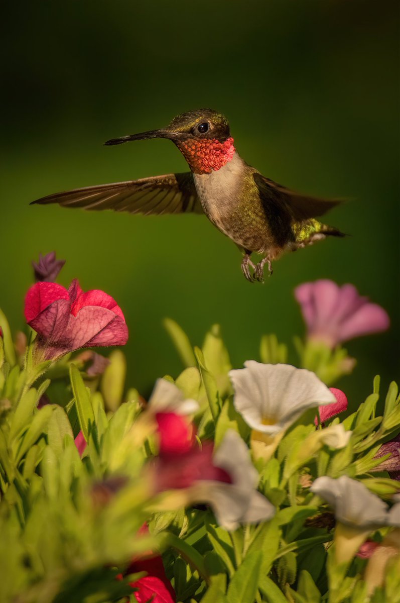 birdcrazed6's tweet photo. GOOD AFTERNOON #TwitterNatureCommunity 

This image of the Ruby Throated Hummingbird (M) was the result of 60hrs  spent in 115° heat over the course of a week, just waiting for everything to line up. 

#BirdsOfTwitter #BirdTwitter #birdphotography #Birds https://t.co/PIdL8QUpAO