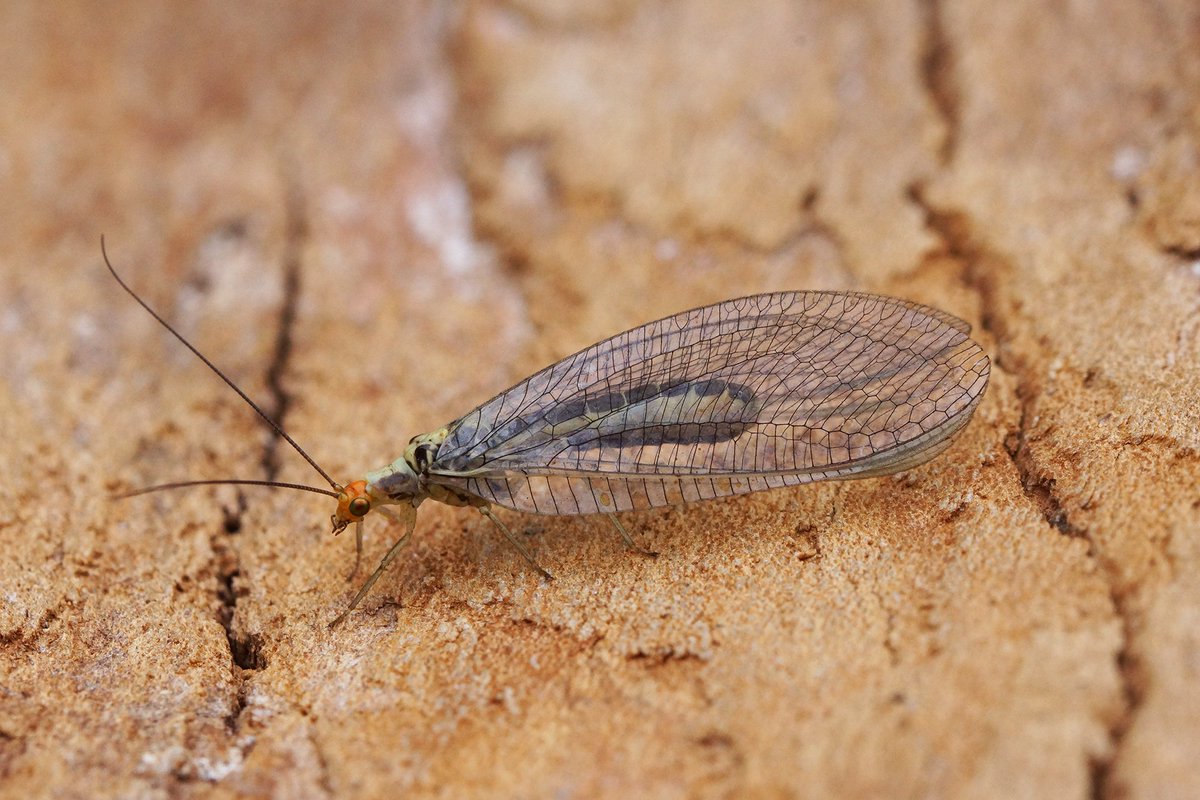 Around 40 species last night in my garden here in Fordham, East Cambs on my return from a week away. 3 new for year, but the star of the show wasn't a moth at all, but a fabulous Nothochrysa fulviceps, a stunning Lacewing which has been confirmed by Colin Plant as new for Cambs