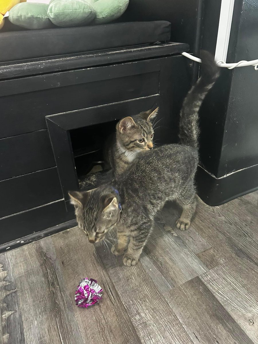⭐️ THIS JUST IN ⭐️

5 month old brothers Willie Nelson (white feet) and Johnny Cash (blue collar) have made their debut at our adoption partner, Happy Cat Cafe! 🎉 While a little shy at first, they can be easily enticed with crinkly toys! (1/3)