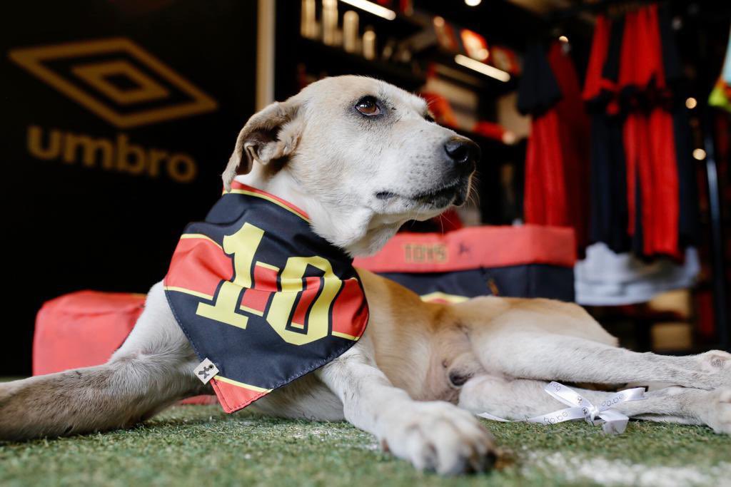 sportrecife's tweet photo. Nosso aumiguinho e mascotinho estará sempre conosco. Colher de Pau eterno! 🖤🐶 https://t.co/aFA10NNvJS