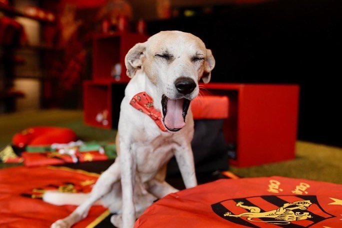 sportrecife's tweet photo. Nosso aumiguinho e mascotinho estará sempre conosco. Colher de Pau eterno! 🖤🐶 https://t.co/aFA10NNvJS