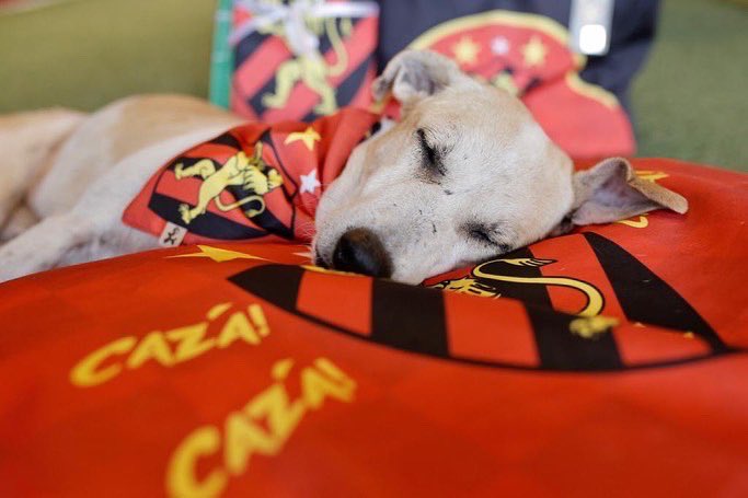 sportrecife's tweet photo. Nosso aumiguinho e mascotinho estará sempre conosco. Colher de Pau eterno! 🖤🐶 https://t.co/aFA10NNvJS