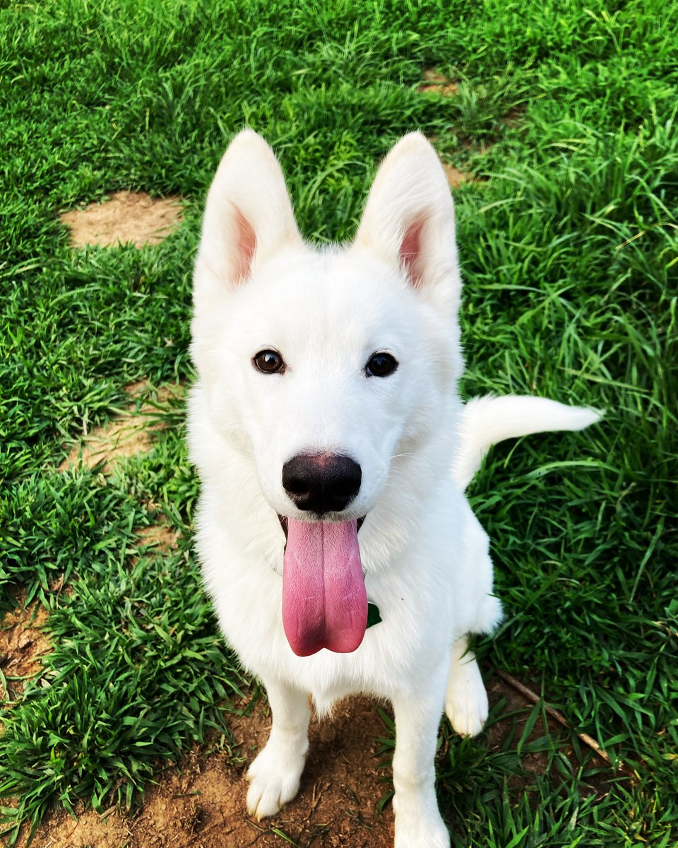 FaceTilly's tweet photo. Asking for help is extremely hard and awkward.. always gives me mixed feelings of anticipation and well guilt. VOICES screaming "ahhh you should've done better! Were smarter now you have to beg. pathetic."

this is bigger than
Please help my dog..
https://t.co/a1SKtNMz7m https://t.co/9hp7o0UMUi