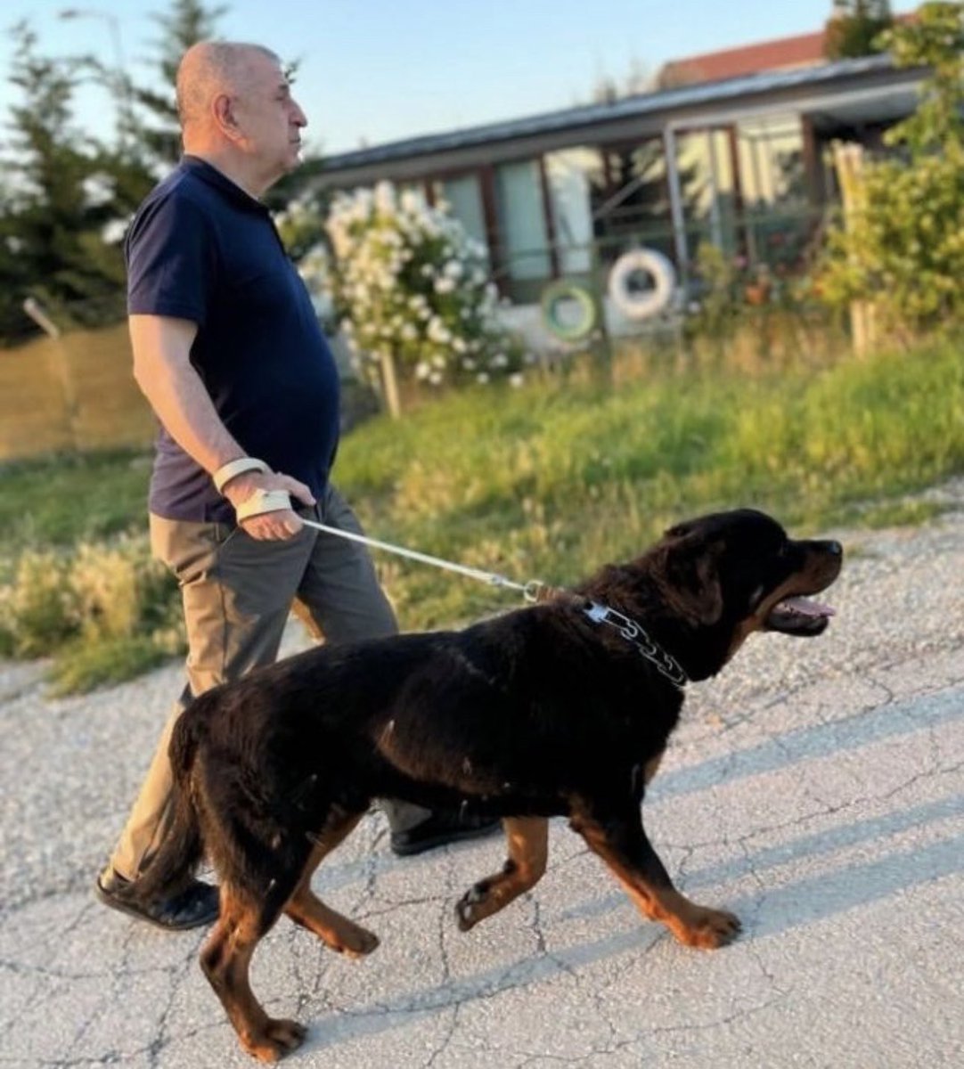 it beslemeyi düşünüyorum da 
fotodaki hoşuma gitti cinsini bilen varmı ?