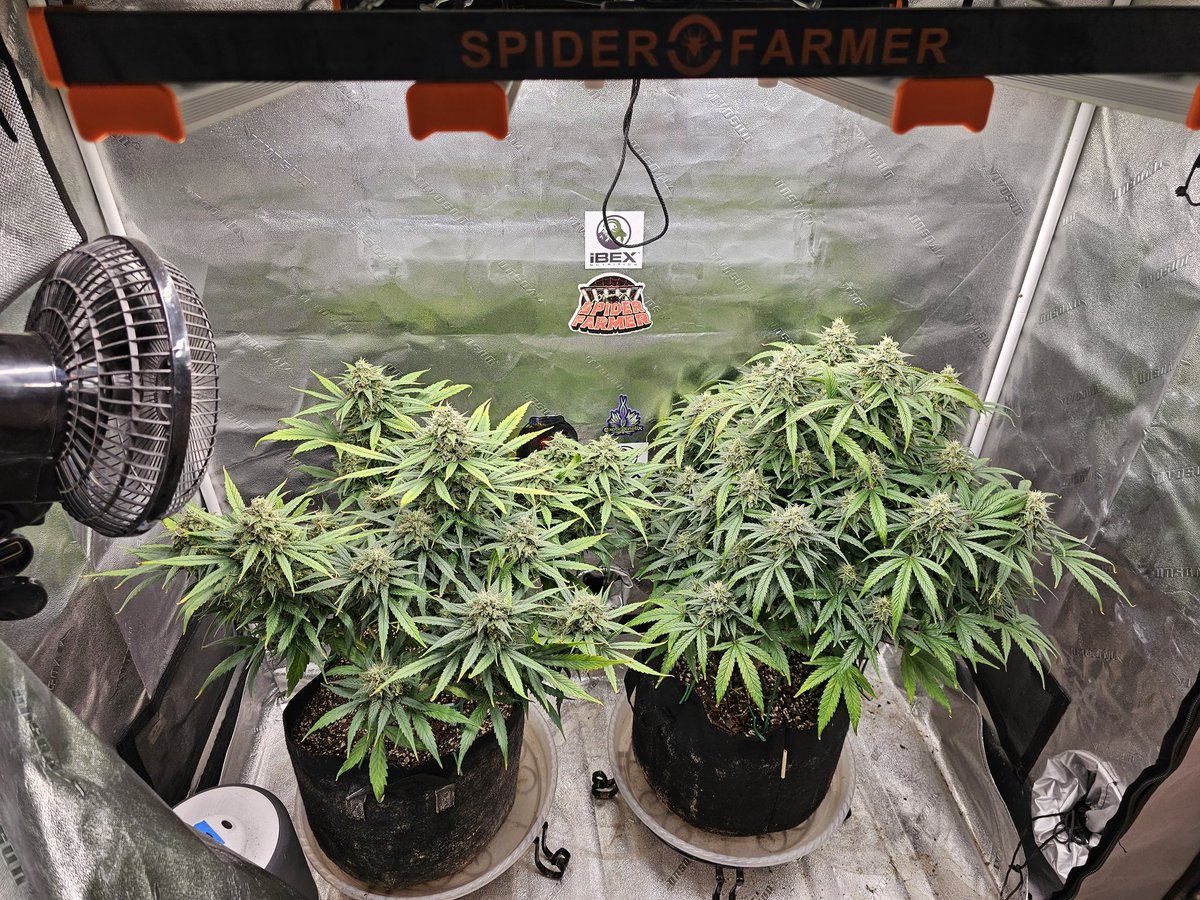 The Autos under the <a href="/spiderfarmerled/">Spider Farmer LED</a> SE3000
#spiderfarmer #Mmemberville #growyourown #CannabisCommunity