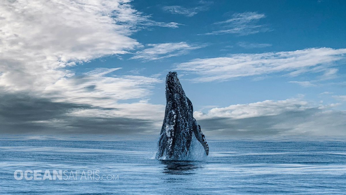 SafariMonterey's tweet photo. The weather has been so nice on the boat in Santa Cruz even the whales are jumping for joy.  Look how flat that water is!  Who want to go? https://t.co/Ow2Sjl5px2 https://t.co/dAIr0APZIU