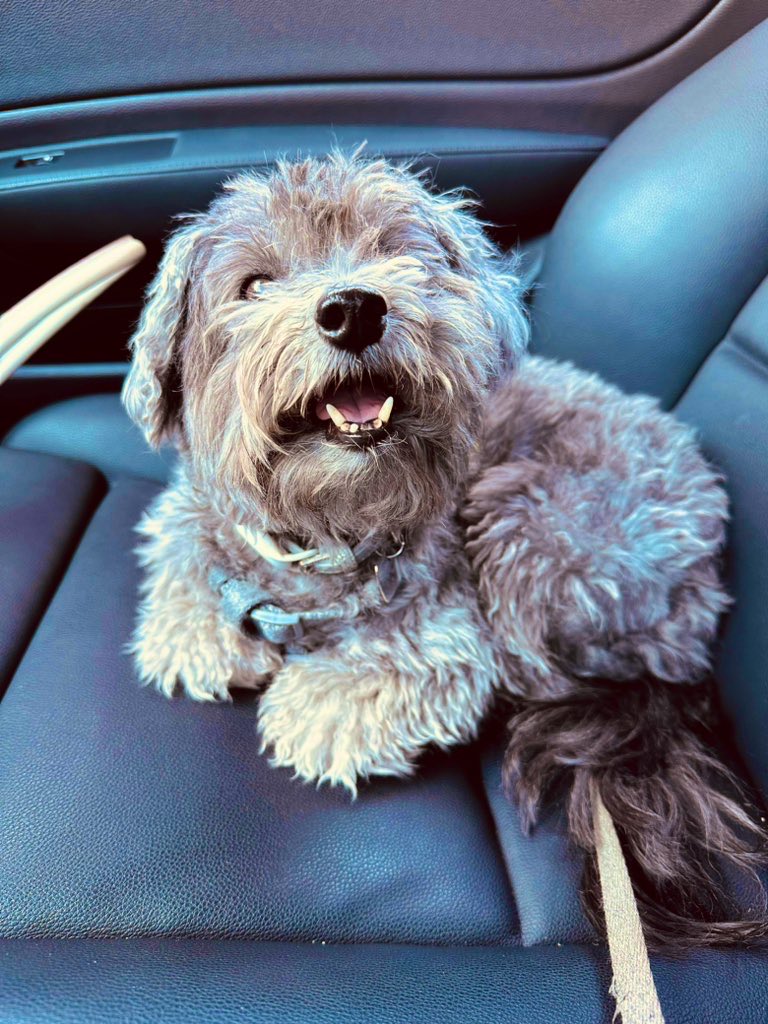 EliCatMo's tweet photo. I love:
-to ride in the car with you.
-to sit on the couch by you
-to snooze at your feet while you work.
-doing anything with you.
-being your BEST FRIEND
#DogsOfTwitter #Rescue #CSHQ https://t.co/KP9WOfcrU6