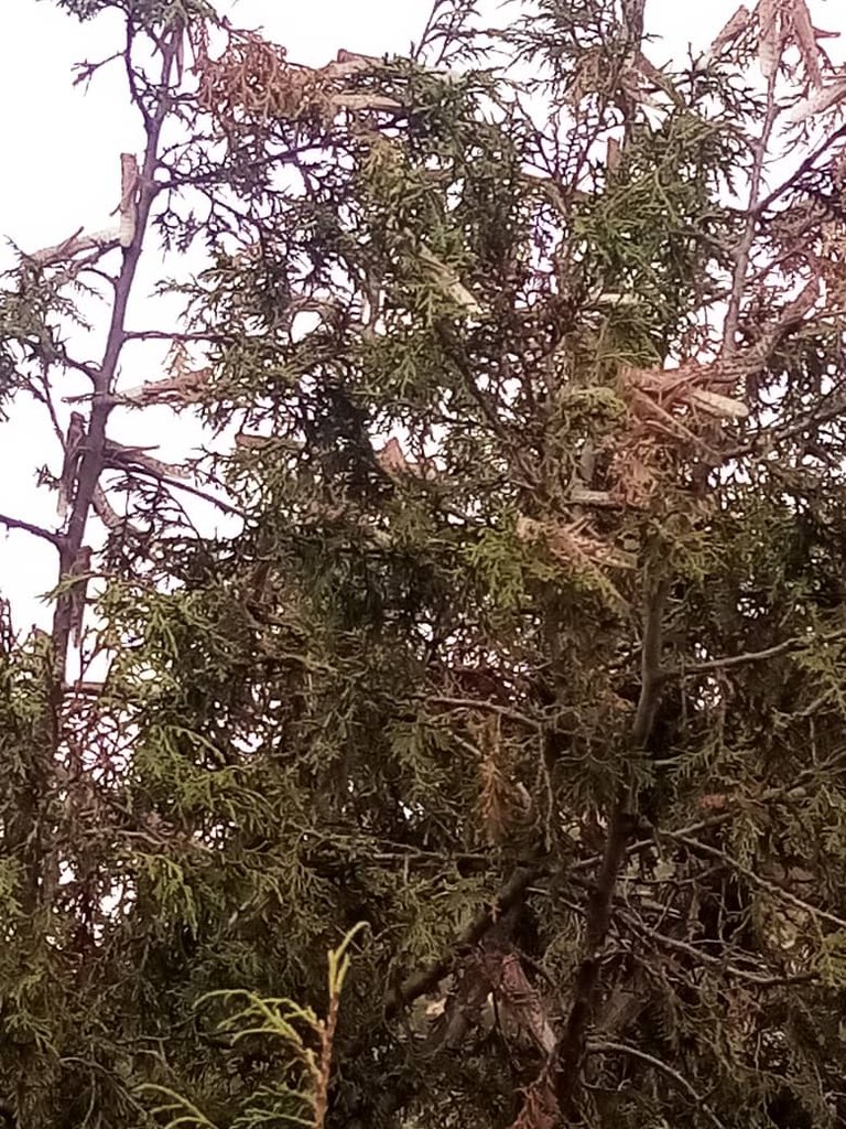 Tigray is facing possibly the worst desert locust invasion in recent memory. The Tigray Interim Administration calls on the people of Tigray, friends,the federal government &amp; the international community to do all they can to help us rise up to a challenge of colossal proportions.