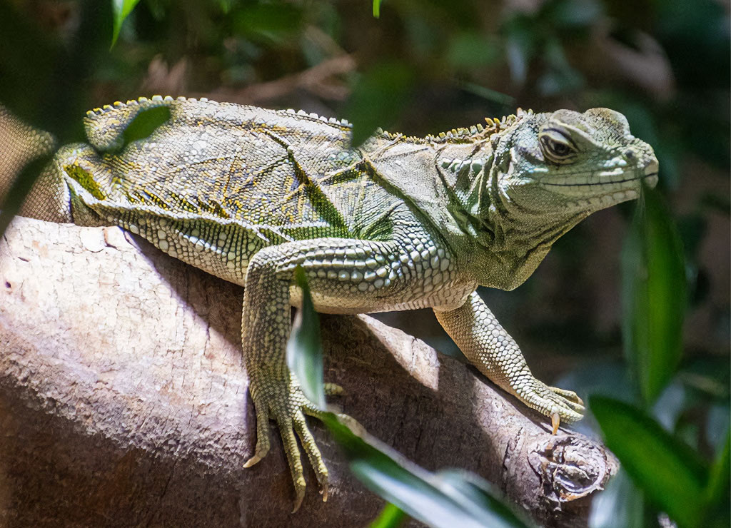 kuriosetage's tweet photo. Guten Morgen, guten Morgen. 🦎🦎🦎 Reptilien-Fans herzt Eure wechselwarmen Tiere! Denn den 14. August feiern wir als Welttag der Eidechsen (engl. World Lizard Day). #WorldLizardDay #WelttagderEidechsen #Eidechsen #lizard
https://t.co/7eNZkbqybQ https://t.co/ArnDGG25dE