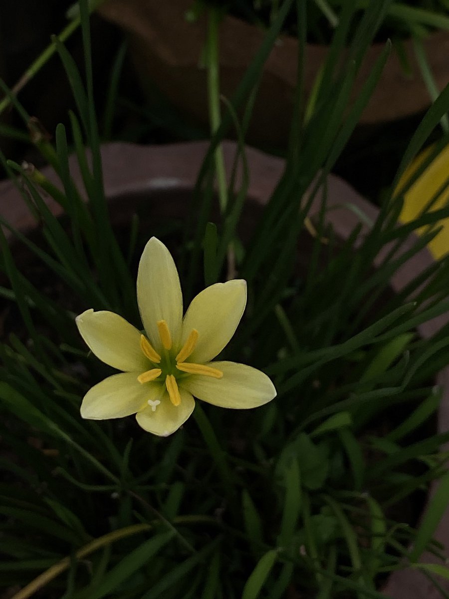 mer (@makeawishmeow) on Twitter photo 