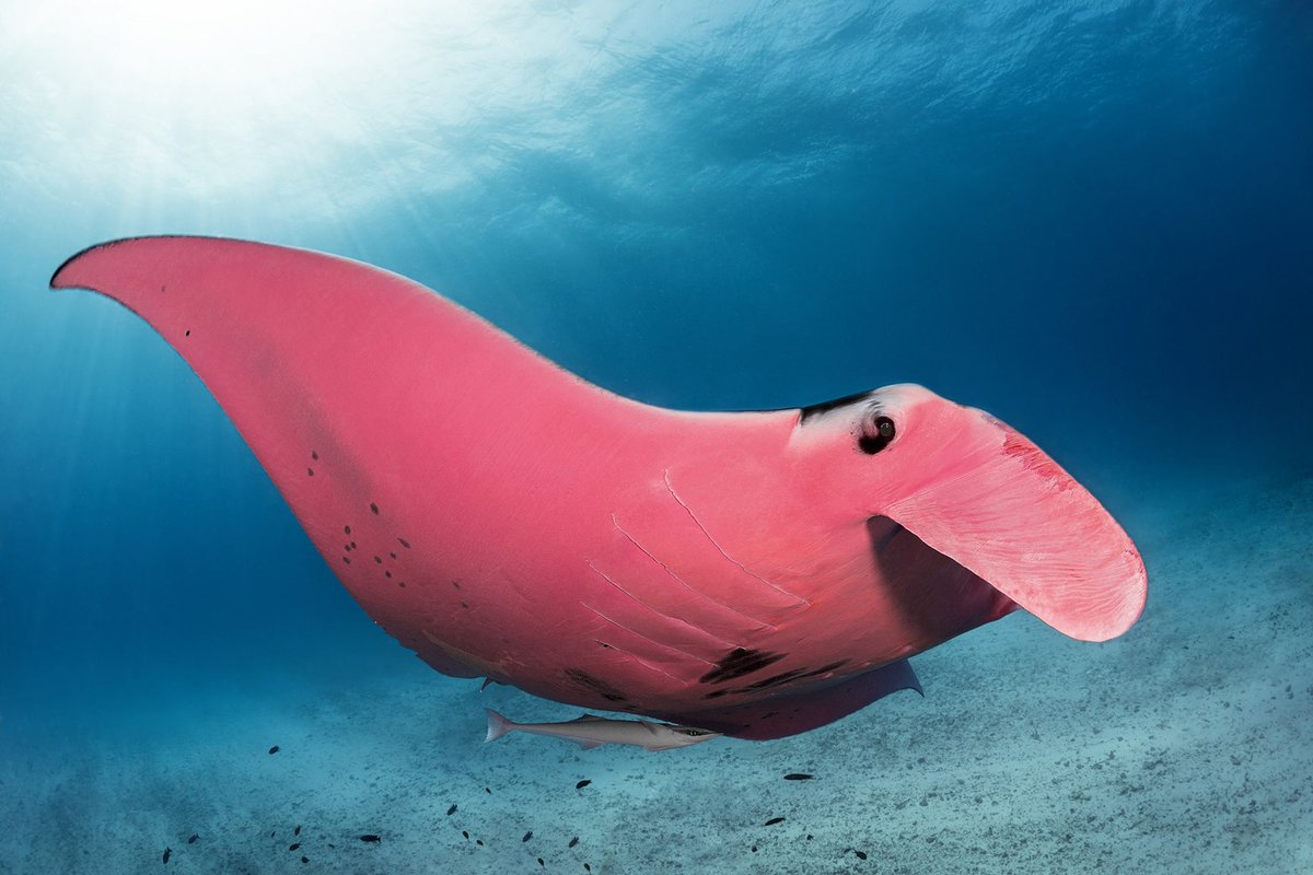 ꒰ daily aquatic lovelies ༚.° tweet media